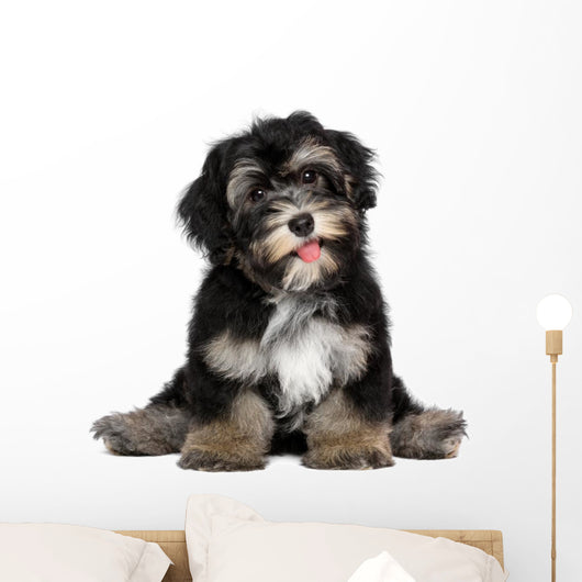 Funny smiling black and tan havanese puppy dog Wall Decal