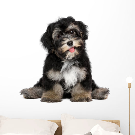 Funny smiling black and tan havanese puppy dog Wall Decal