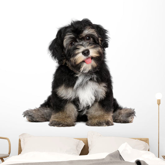 Funny smiling black and tan havanese puppy dog Wall Decal