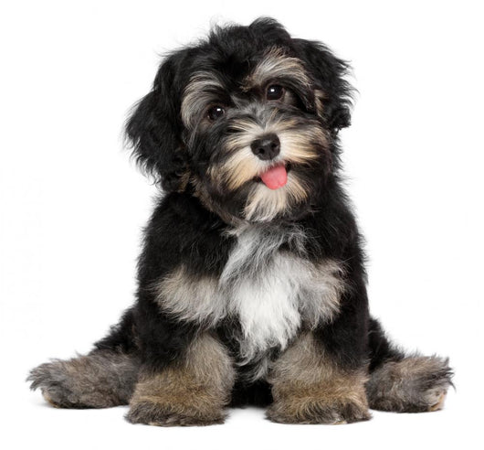 Funny smiling black and tan havanese puppy dog Wall Decal