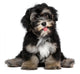 Funny smiling black and tan havanese puppy dog Wall Decal