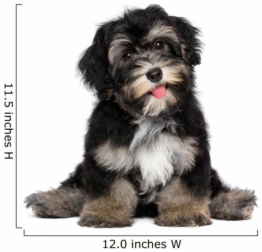 Funny smiling black and tan havanese puppy dog Wall Decal