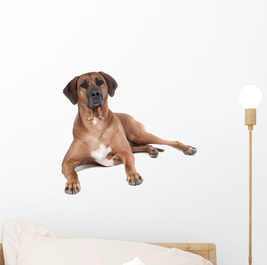 Ridgeback in Studio 