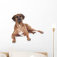 Ridgeback in Studio 