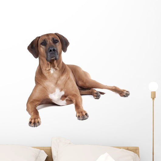 Ridgeback in Studio 