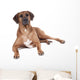 Ridgeback in Studio 