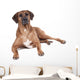 Ridgeback in Studio 