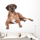 Ridgeback in Studio 
