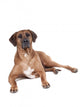 Ridgeback in Studio 