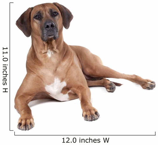 Ridgeback in Studio 