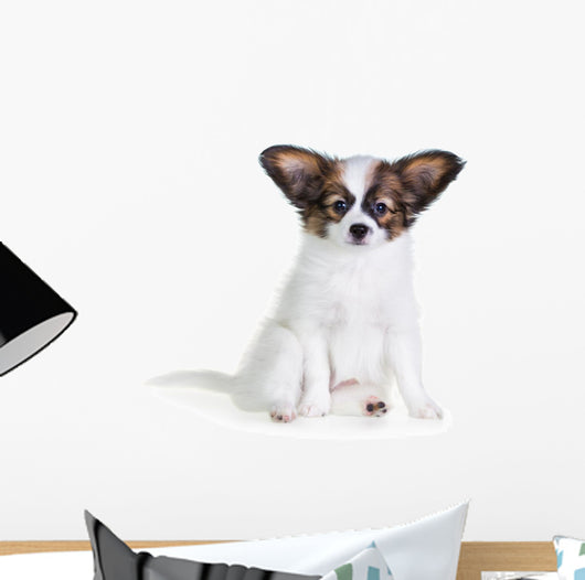 Little Puppy Papillon on a White Background 