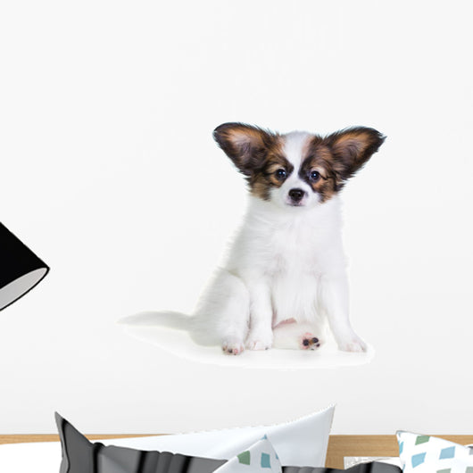 Little Puppy Papillon on a White Background 