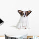 Little Puppy Papillon on a White Background 