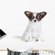 Little Puppy Papillon on a White Background 
