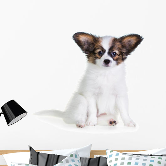 Little Puppy Papillon on a White Background 