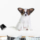 Little Puppy Papillon on a White Background 