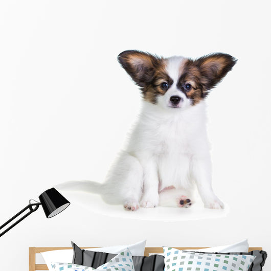 Little Puppy Papillon on a White Background 