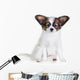 Little Puppy Papillon on a White Background 