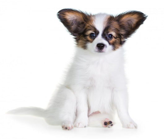 Little Puppy Papillon on a White Background 