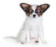 Little Puppy Papillon on a White Background 