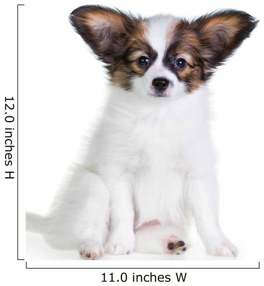 Little Puppy Papillon on a White Background 