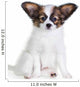 Little Puppy Papillon on a White Background 