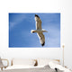 Backlit Seagull Wall Mural