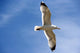 Backlit Seagull Wall Mural