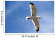Backlit Seagull Wall Mural