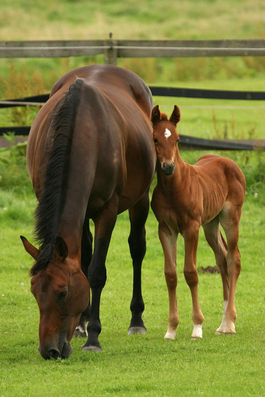 Horses Wall Mural