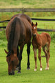 Horses Wall Mural