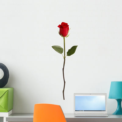 Red Rose shown on a wall