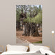 Gethsemane gardens 