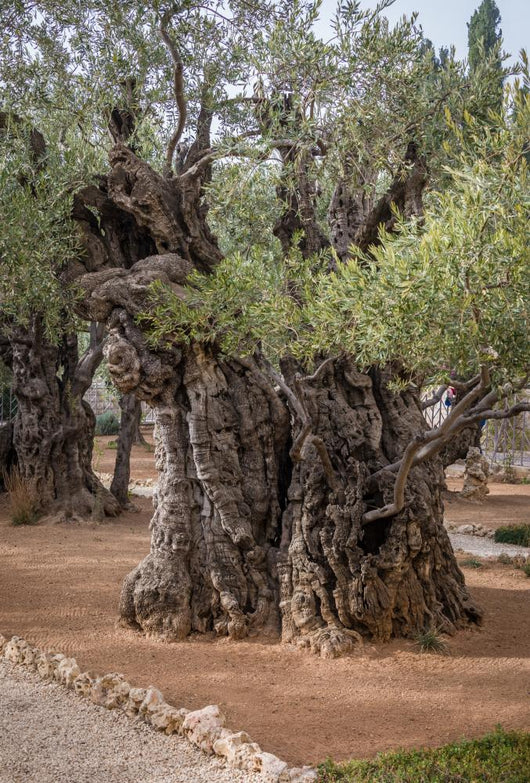 Gethsemane gardens 