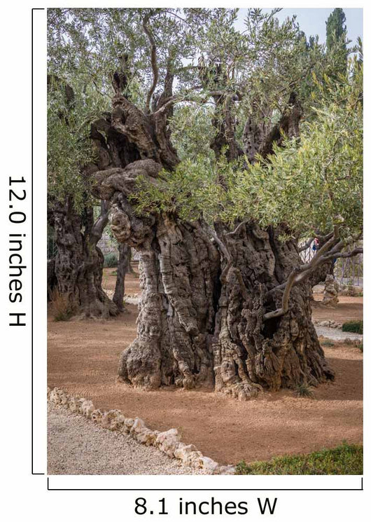 Gethsemane gardens 
