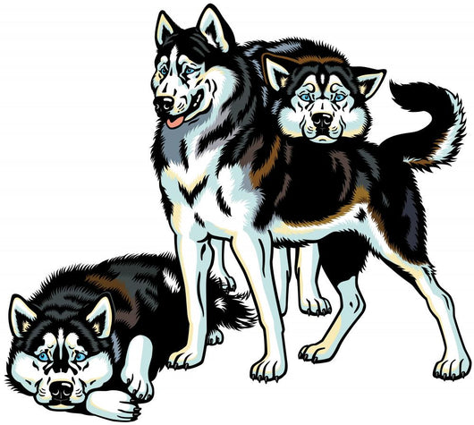 Three Siberian Husky Dogs Wall Decal