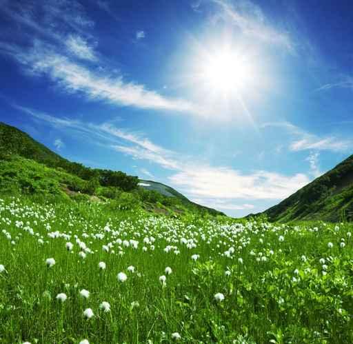 Mountain Meadow Wall Decal Design 1