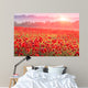 red poppy field in morning mist 