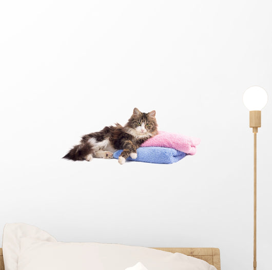 Beautiful Fluffy Kitten Lying Wall Decal