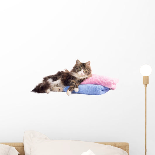 Beautiful Fluffy Kitten Lying Wall Decal