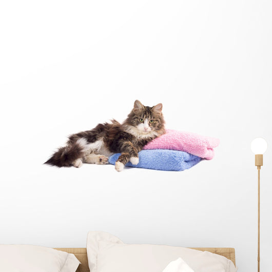 Beautiful Fluffy Kitten Lying Wall Decal