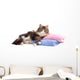 Beautiful Fluffy Kitten Lying Wall Decal