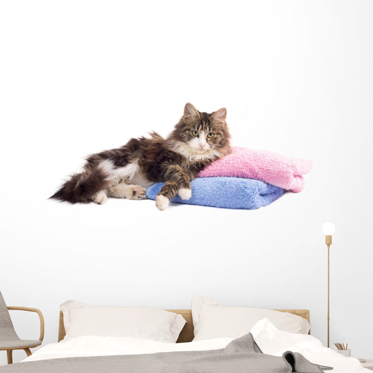 Beautiful Fluffy Kitten Lying Wall Decal