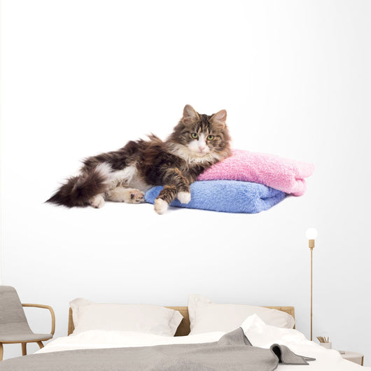 Beautiful Fluffy Kitten Lying Wall Decal