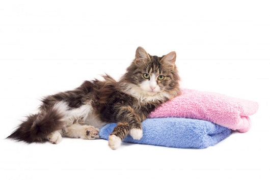 Beautiful Fluffy Kitten Lying Wall Decal