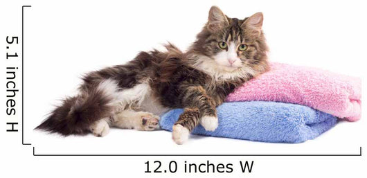 Beautiful Fluffy Kitten Lying Wall Decal