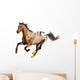 appaloosa stallion Wall Decal