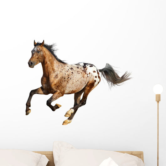 appaloosa stallion Wall Decal
