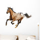 appaloosa stallion Wall Decal