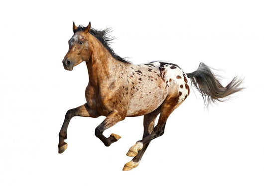 appaloosa stallion Wall Decal